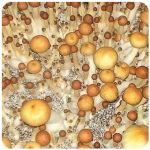 Псилоцибиновые (галлюциногенные)  грибы Psilocybin "Golden Teacher" в Домодедово