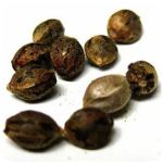 Семена марихуаны АК-47  (Seeds AK-47) в Домодедово